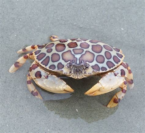 calico box crab distribution|calico box crab tree.